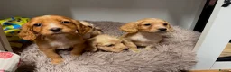 Cocker Spaniel dogs for sale: Gorgeous litter of cocker spaniels  - Advert 7
