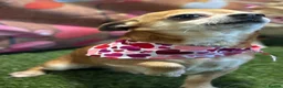 Chihuahua dogs for stud: Chihuahua Stud  - Advert 1