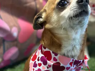 Chihuahua dogs Chihuahua Stud - Advert 2