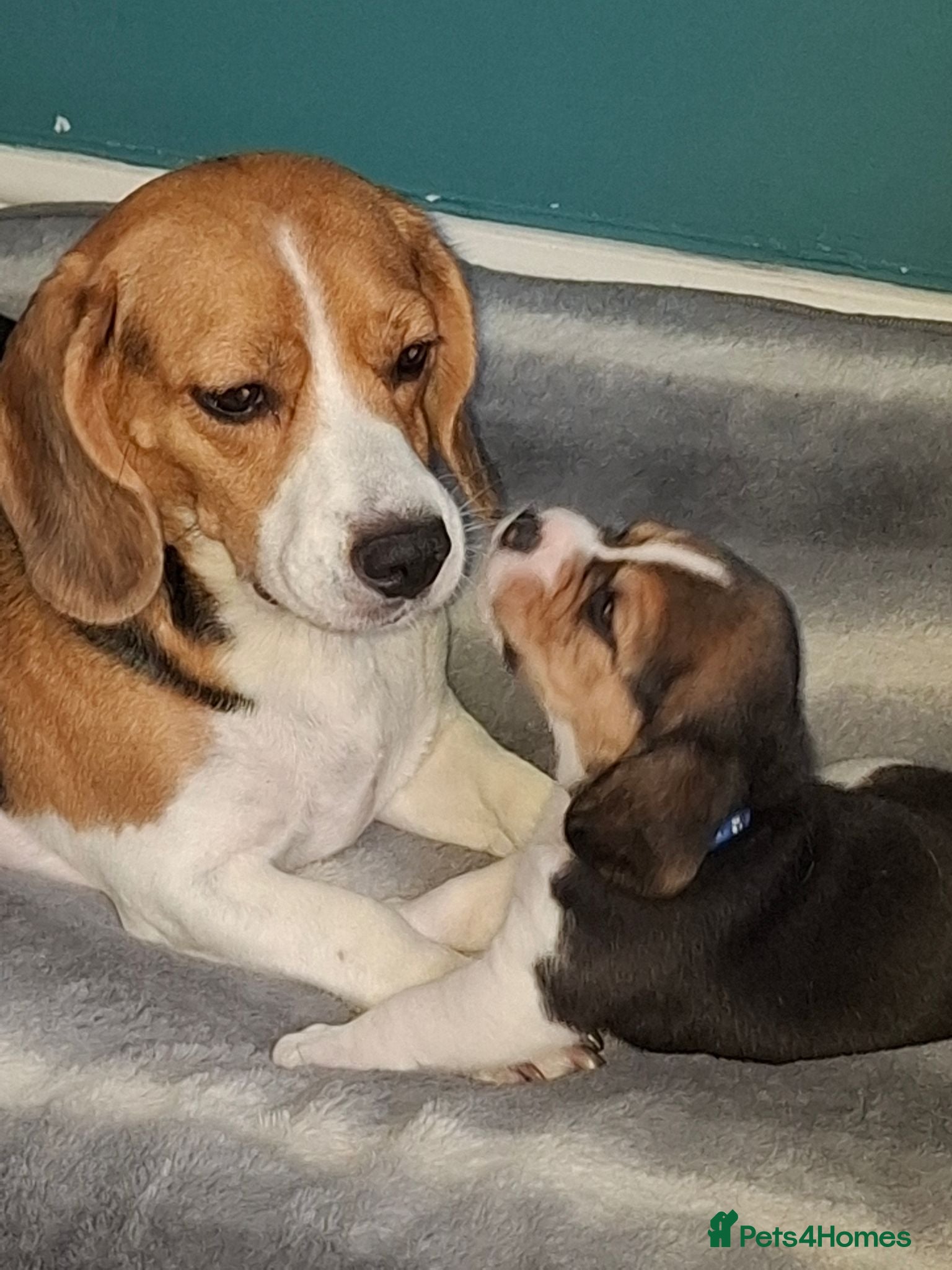 Beagle dogs Beautiful beagle puppies  - Advert 3