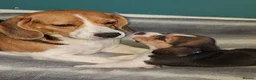 Beagle dogs for sale: Beautiful beagle puppies  - Advert 1