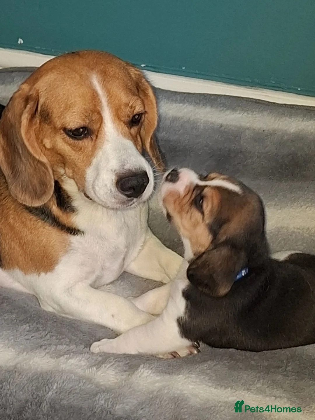 Beagle dogs for sale: Beautiful beagle puppies  - Advert 1