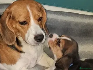 Beagle dogs Beautiful beagle puppies - Advert 3