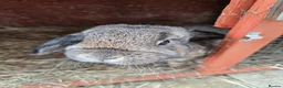 Mini Lion Lop rabbits for sale: Mini lion lop - Advert 2