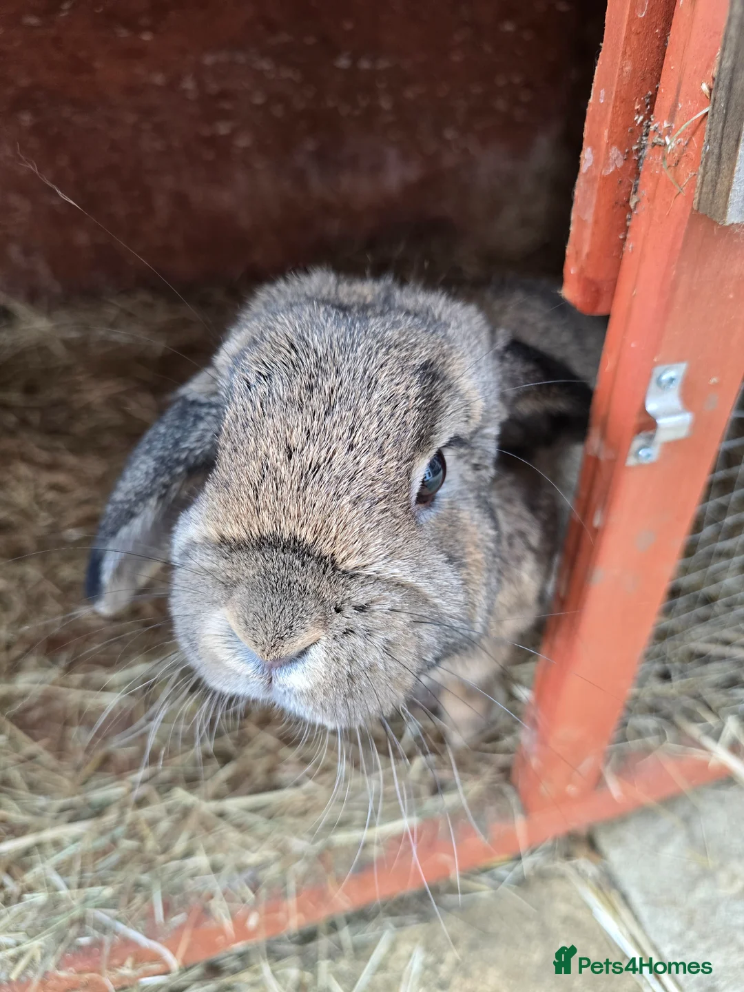 Mini Lion Lop rabbits for sale: Mini lion lop - Advert 2