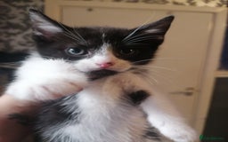 British Shorthair cats for sale: Kittens  - Image 1