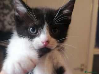 British Shorthair cats - Advert 20