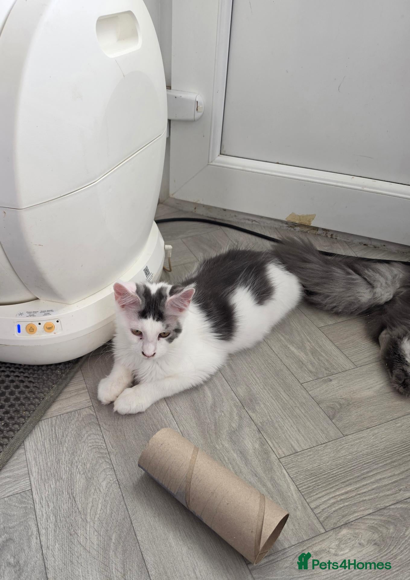 Maine Coon cats TICA REGISTERED STUNNING KITTENS  - Advert 16