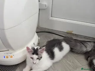 Maine Coon cats TICA REGISTERED STUNNING KITTENS - Advert 16