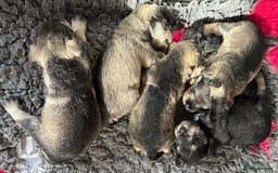Miniature Schnauzer dogs for sale: Miniature schnauzers pups - Image 3