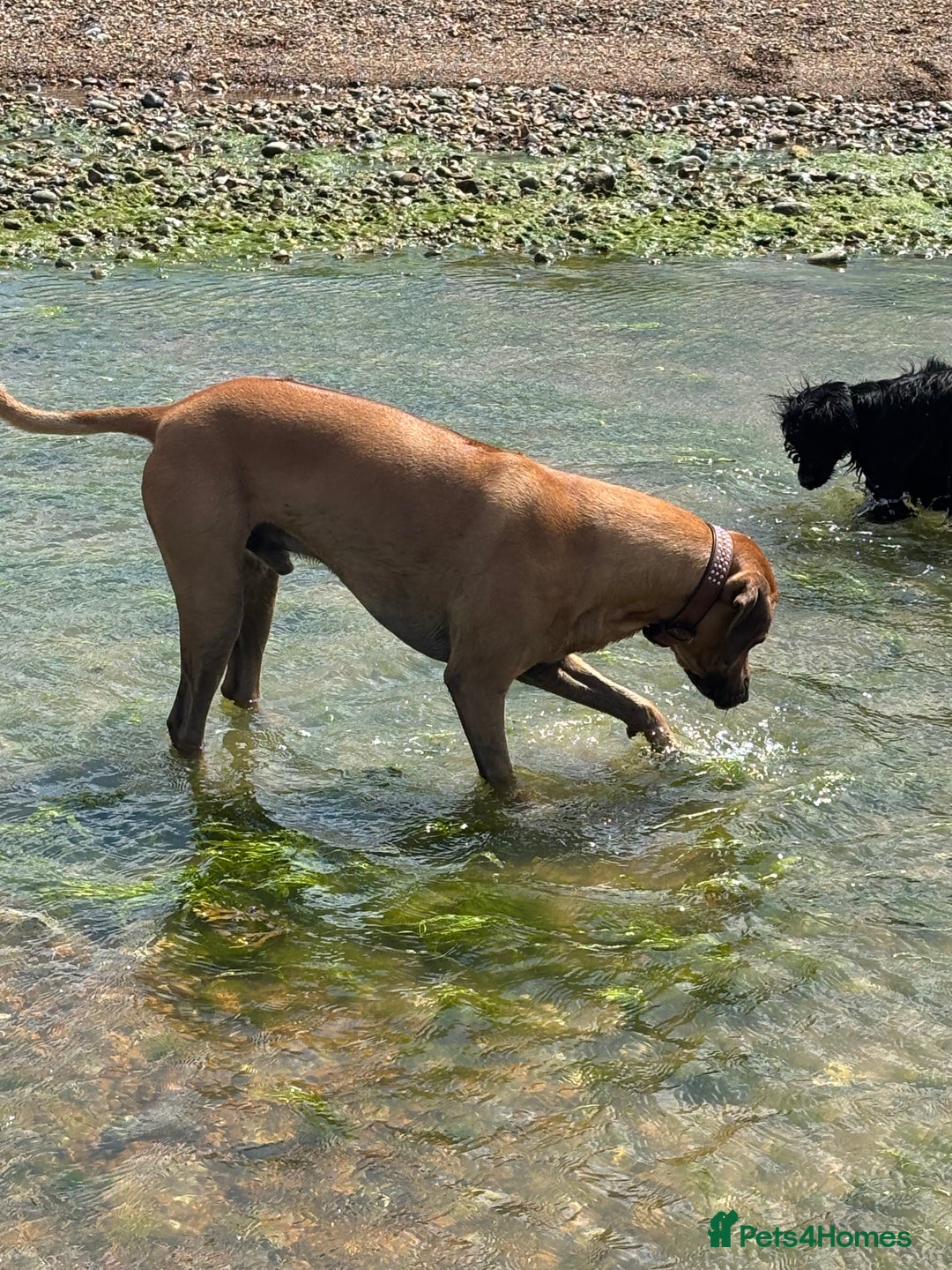 Rhodesian Ridgeback dogs for stud: Rhodesian Ridgeback - Advert 3