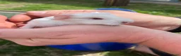 Guinea Pig rodents for sale: Baby Girl and Boy Guinea pigs  - Advert 12