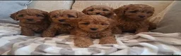 Cavapoo dogs for sale: F1 Teddy bear cavapoo. Extensively health tested - Advert 5