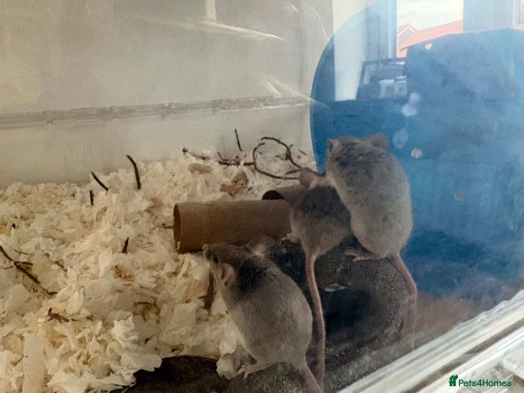 Mouse rodents for sale: Friendly mice looking for a new home in Milton Keynes - Advert 2