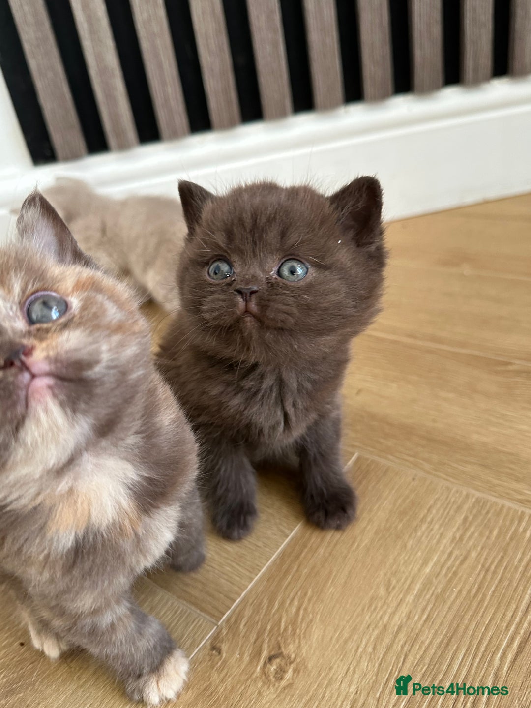 British Shorthair cats for sale: 😻Beautiful Chocolate Tortie BSH Kittens😻🎀 - Advert 4
