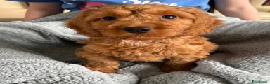 Cockapoo 2