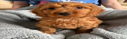 Cockapoo dogs for sale: Cockapoo puppies - Advert 9