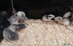 Rat rodents for sale: Baby Dumbo Rats Males and Females - Advert 1