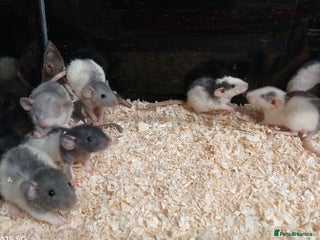 Rat rodents Baby Dumbo Rats Males and Females - Advert 5