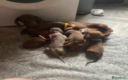 Dachshund dogs for sale: Miniature dachshund  - Image 10