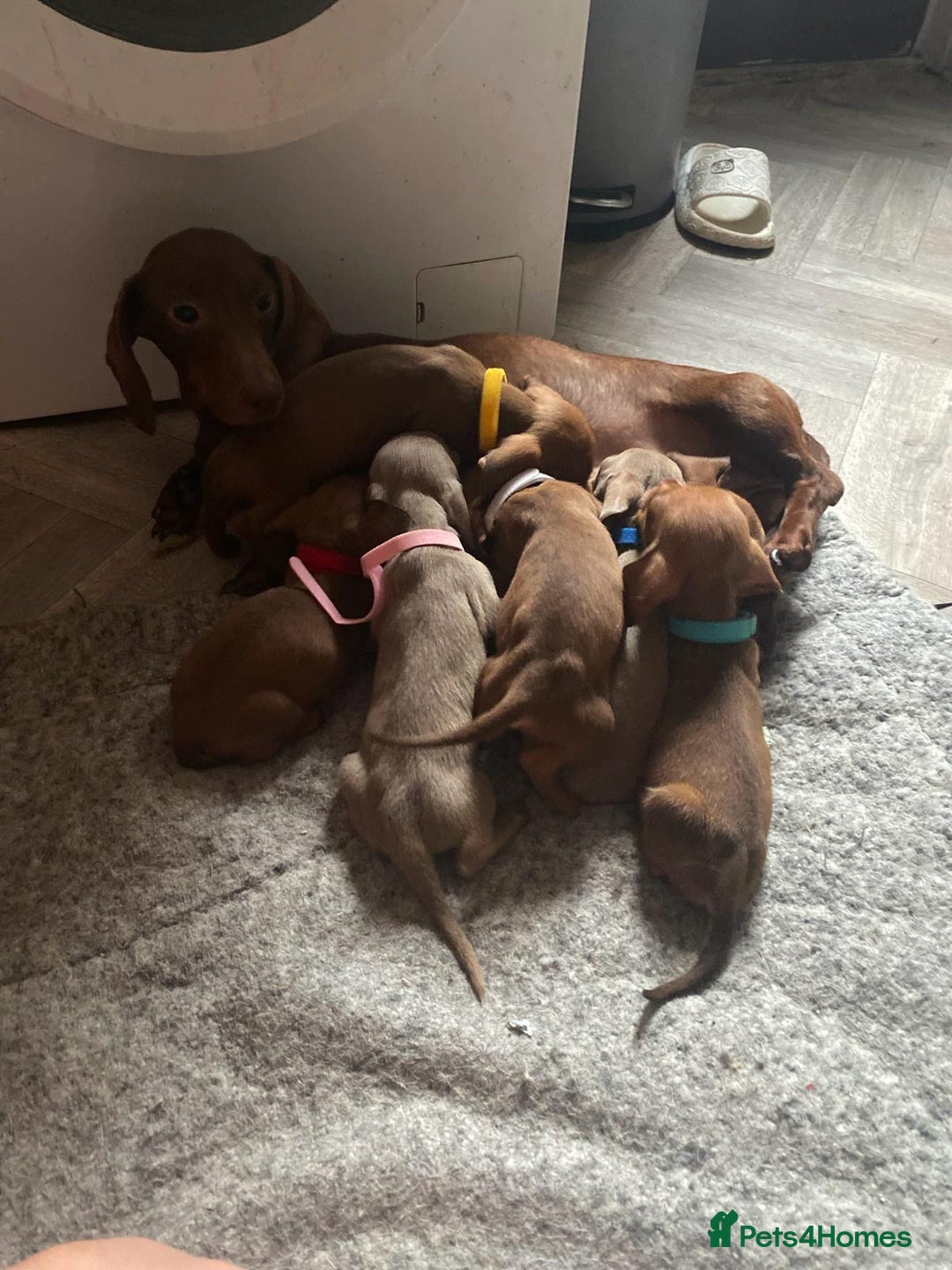 Dachshund dogs for sale: Miniature dachshund  - Image 10