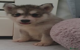 Siberian Husky dogs for sale: KC litter 5* rating by buyers REDUCED  - Image 6