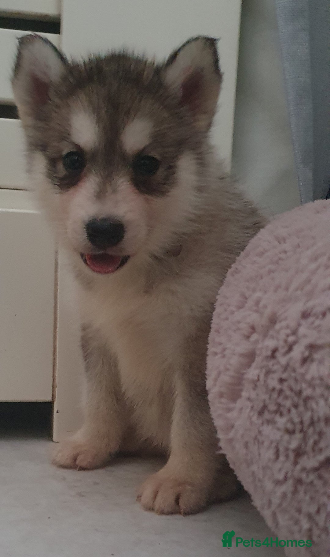 Siberian Husky dogs for sale: KC litter 5* rating by buyers REDUCED  - Image 6