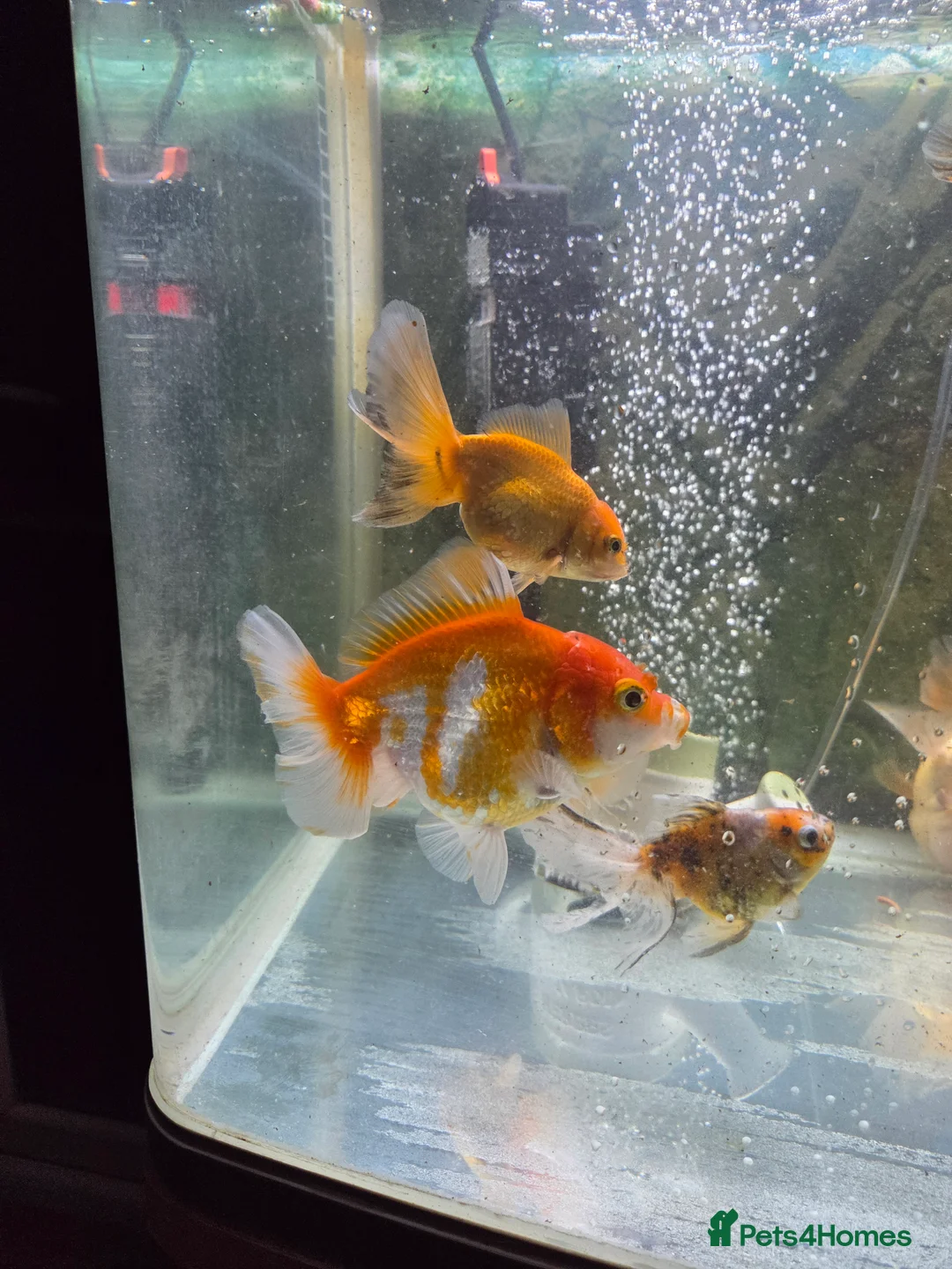 Fancy Goldfish fish for sale: 15 fancy goldfish  in Selkirk - Advert 2