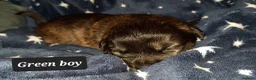 Mixed Breed dogs for sale: Rottweiler cross Shih Tzu puppies - Advert 15