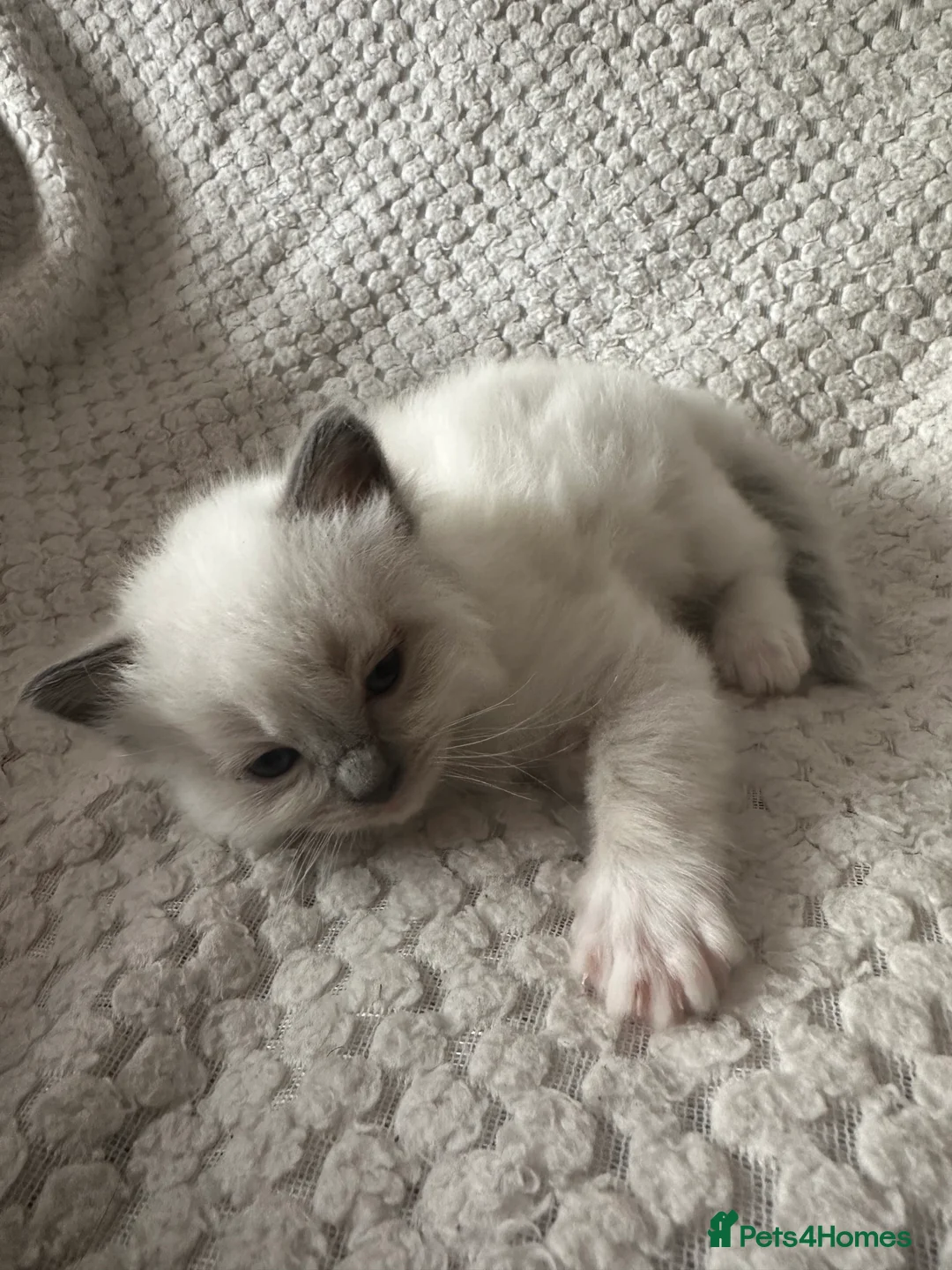 Ragdoll cats for sale: Purebred ragdoll kittens  - Advert 4