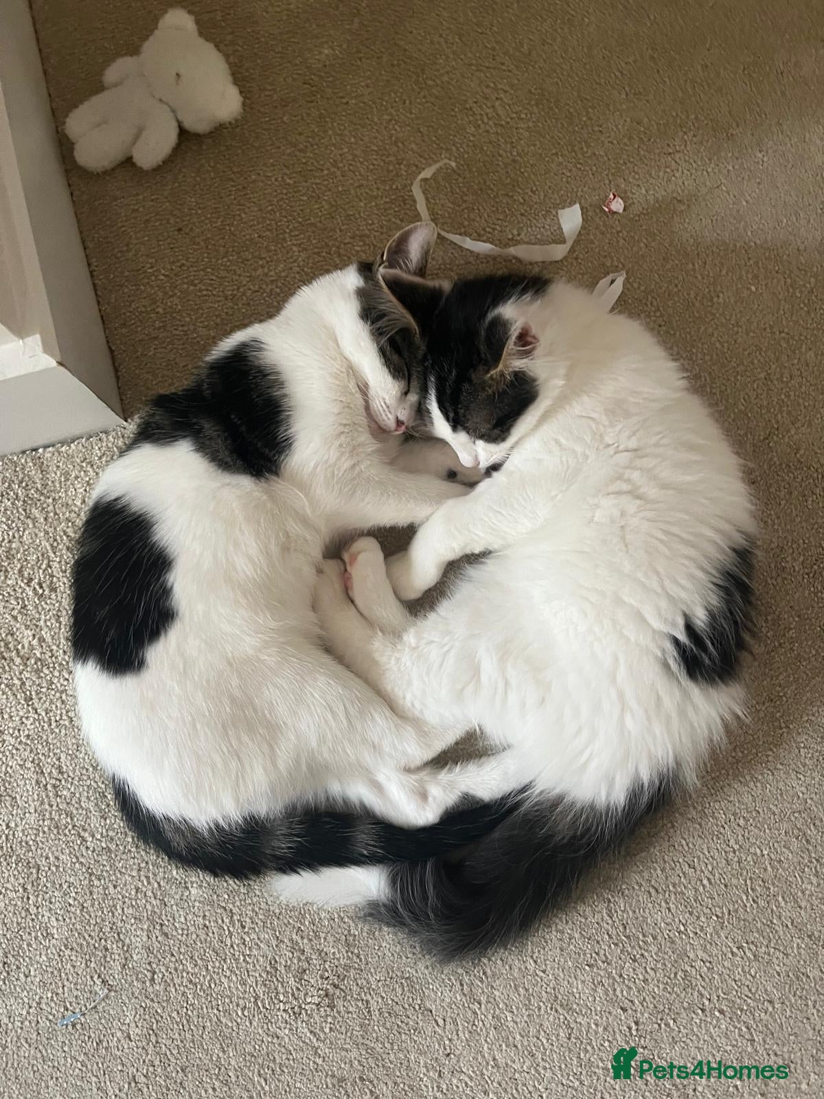 Mixed Breed cats Adorable girl and boy - Advert 1