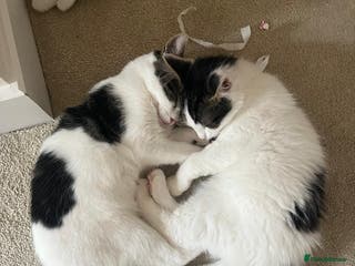 Mixed Breed cats Adorable girl and boy - Advert 20