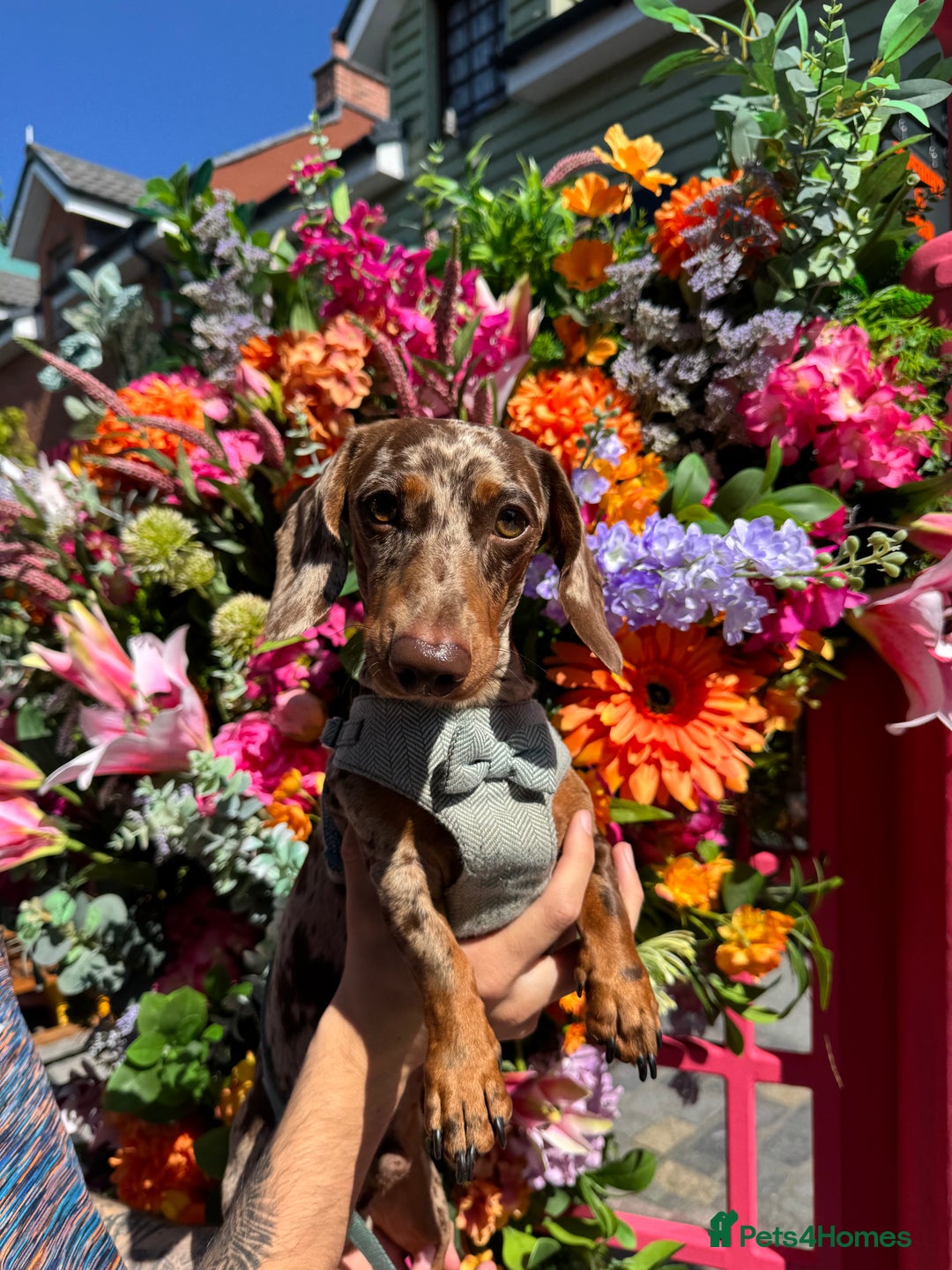 Miniature Dachshund dogs for stud: MINIATURE DAPPLE CHOC/ISABELLA DACHSHUND STUD - Advert 2