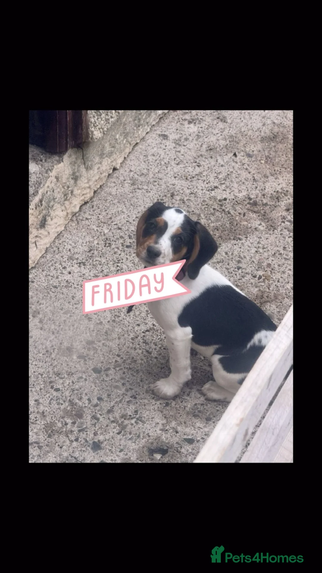 Bocker dogs for sale: Beagle/cocker spaniel  in Llangefni - Advert 2