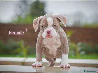 Old Tyme Bulldog dogs 5⭐️RATED COUNCIL APPROVED💥LICENSED 23 YEAR EXPERT - Advert 13