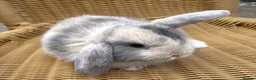 Mini Lop rabbits for sale: Gorgeous baby mini lops  - Advert 5