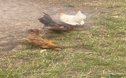Chickens poultry for sale: 1 Cockerel 2 Hens Serama Chicks - Image 3