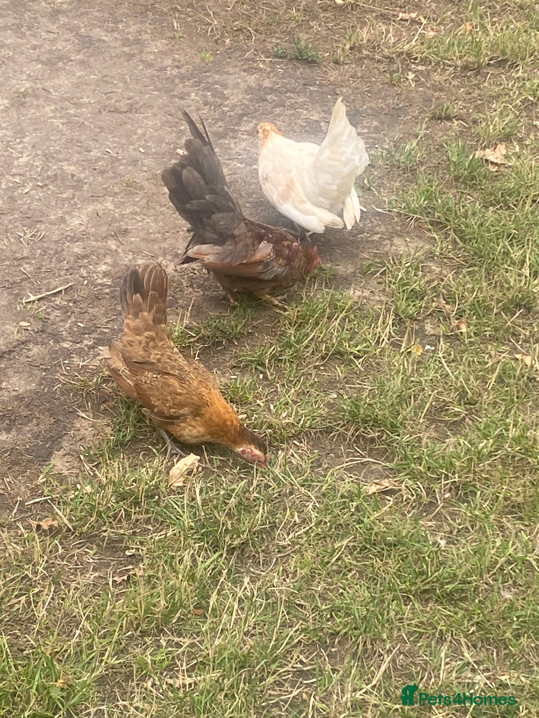 Chickens poultry for sale: 1 Cockerel 2 Hens Serama Chicks - Image 3
