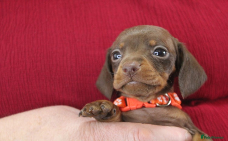 Miniature Dachshund dogs - Advert 13