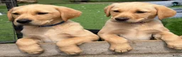 Labrador Retriever dogs for sale: Gorgeous Yellow KC Labs - Advert 1