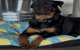 Rottweiler dogs for stud: Male Rottweiler for stud  - Image 4