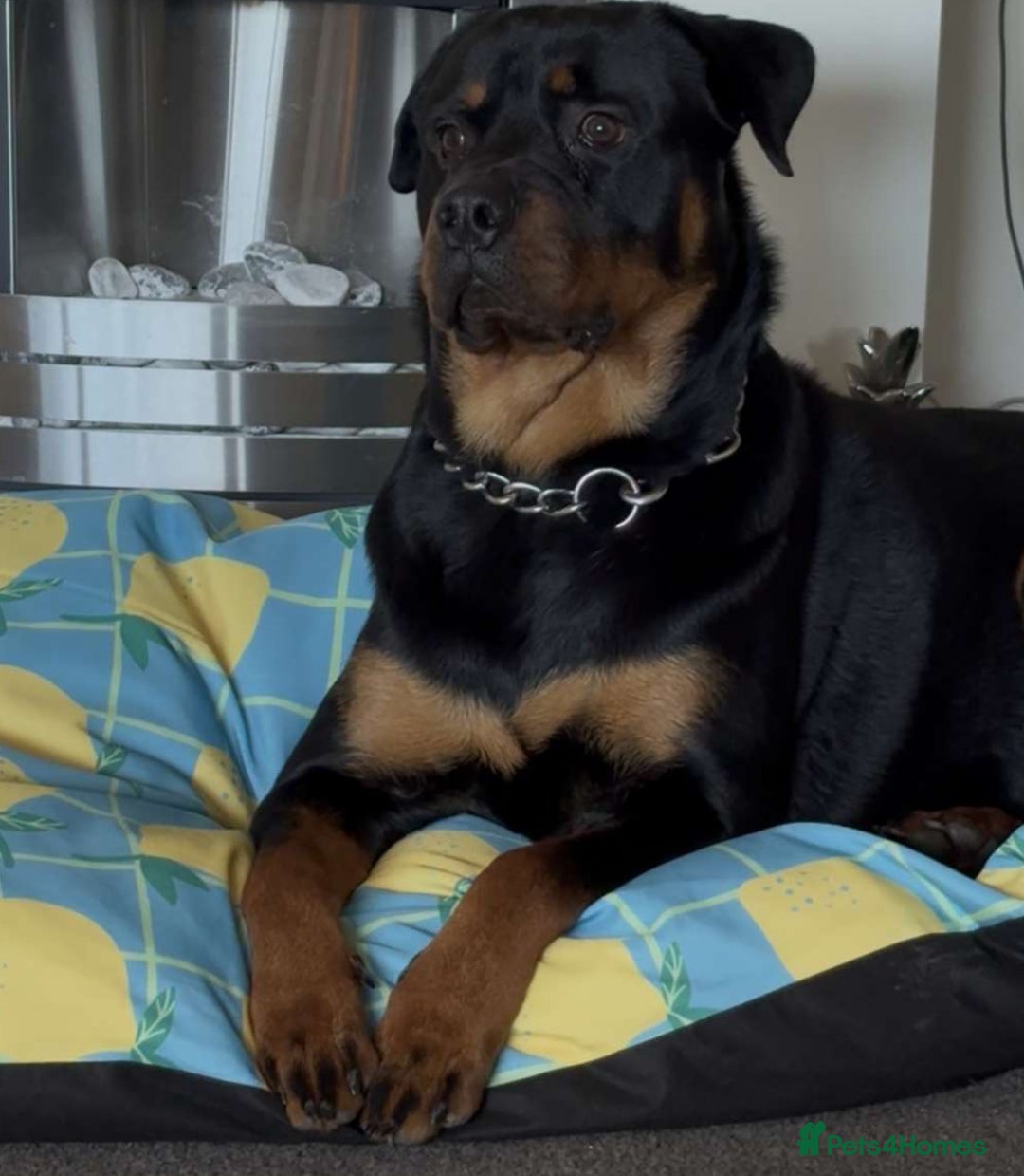 Rottweiler dogs for stud: Male Rottweiler for stud  - Image 4