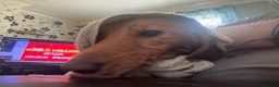 Miniature Dachshund dogs for sale: **Mini Dachshunds KC Long Haired** in Bradford - Advert 32