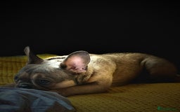 French Bulldog dogs for sale: Bulldog franch  - Image 13