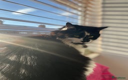 Mixed Breed cats for sale: Two cats for sale. - Image 15