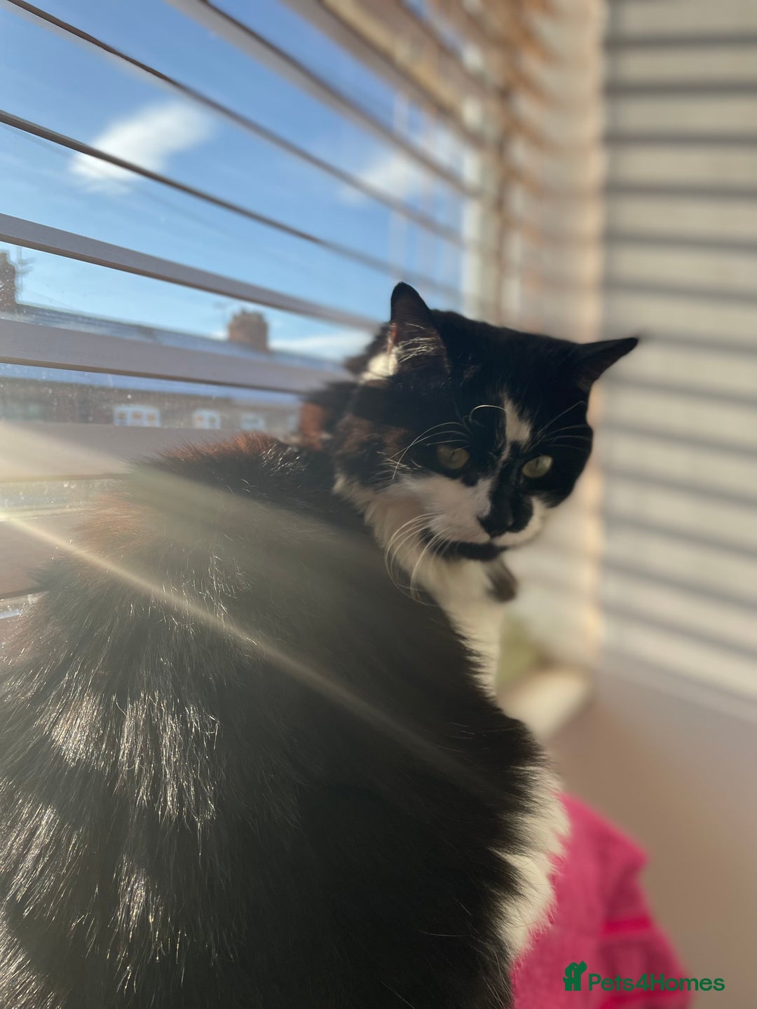 Mixed Breed cats for sale: Two cats for sale. - Image 15