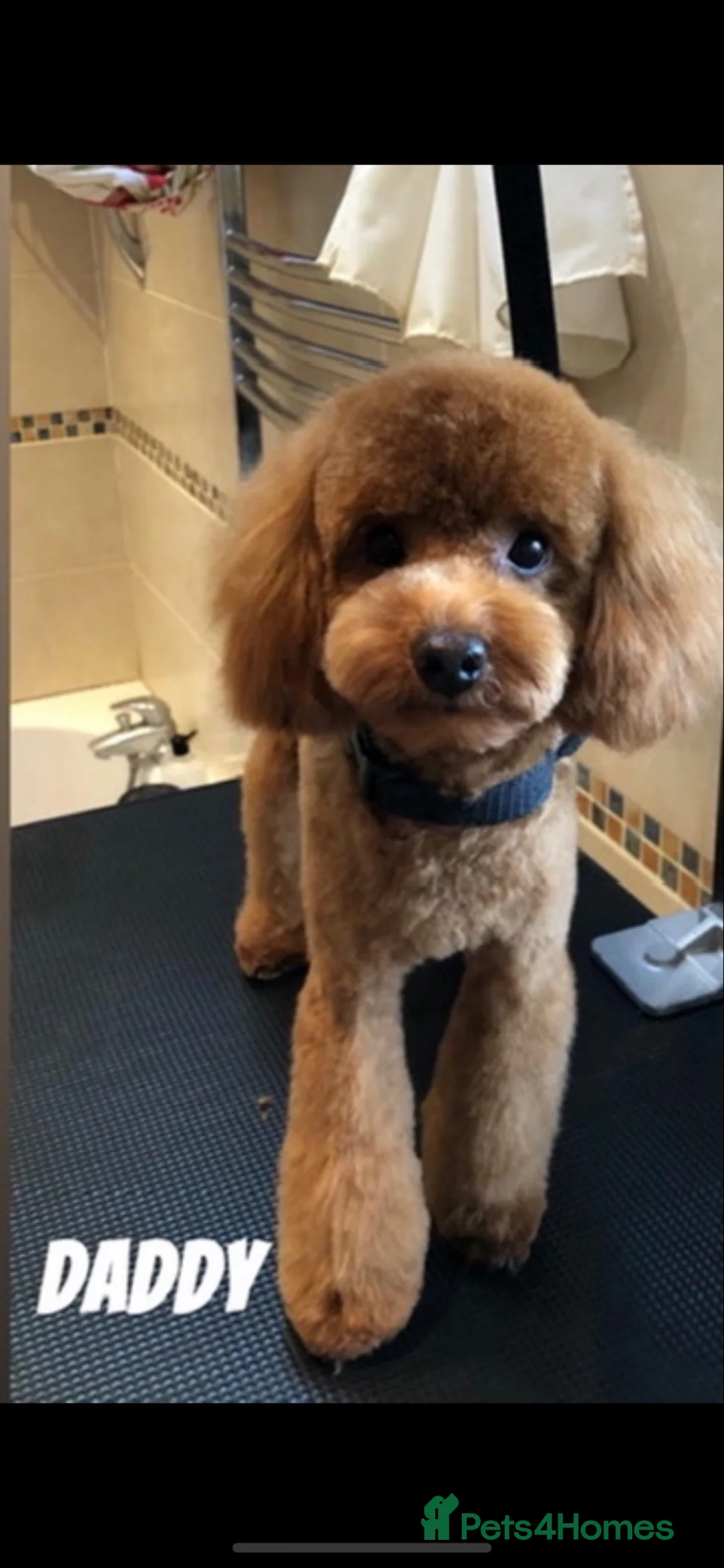 Maltipoo dogs for sale: 🐾Maltipoo puppy’s 🐾  - Advert 5