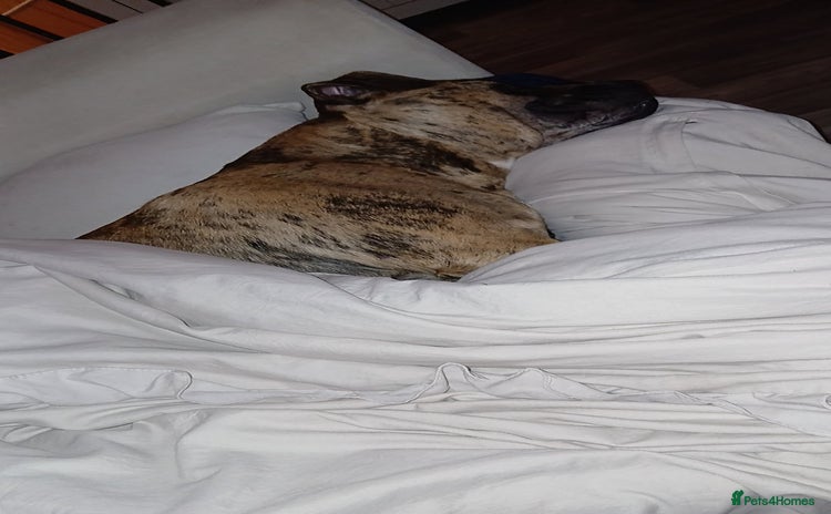 Presa Canario dogs Chief  - Advert 12