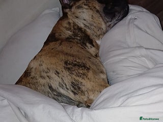 Presa Canario dogs Chief - Advert 16