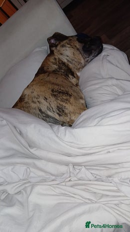 Presa Canario dogs Chief - Advert 1